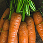 Carrot_cut_final