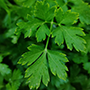 Fresh parsley_cut_final