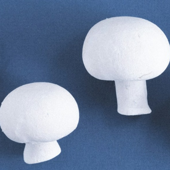 agaricus bisporus_cut_final