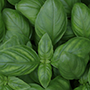 basil_cut_final