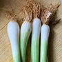 spring onions