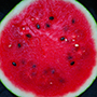 watermelon_cut_final