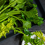 Celery_cut_final