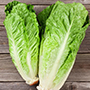 Romaine lettuce_cut_final