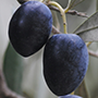black olive_cut_final