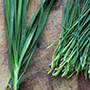 chives_cut_final