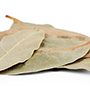 dry Laurus nobilis_cut_final
