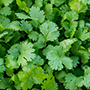 fresh Coriander_cut_final