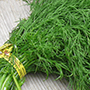 fresh dill_cut_final