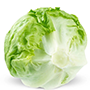iceberg lettuce_cut_final